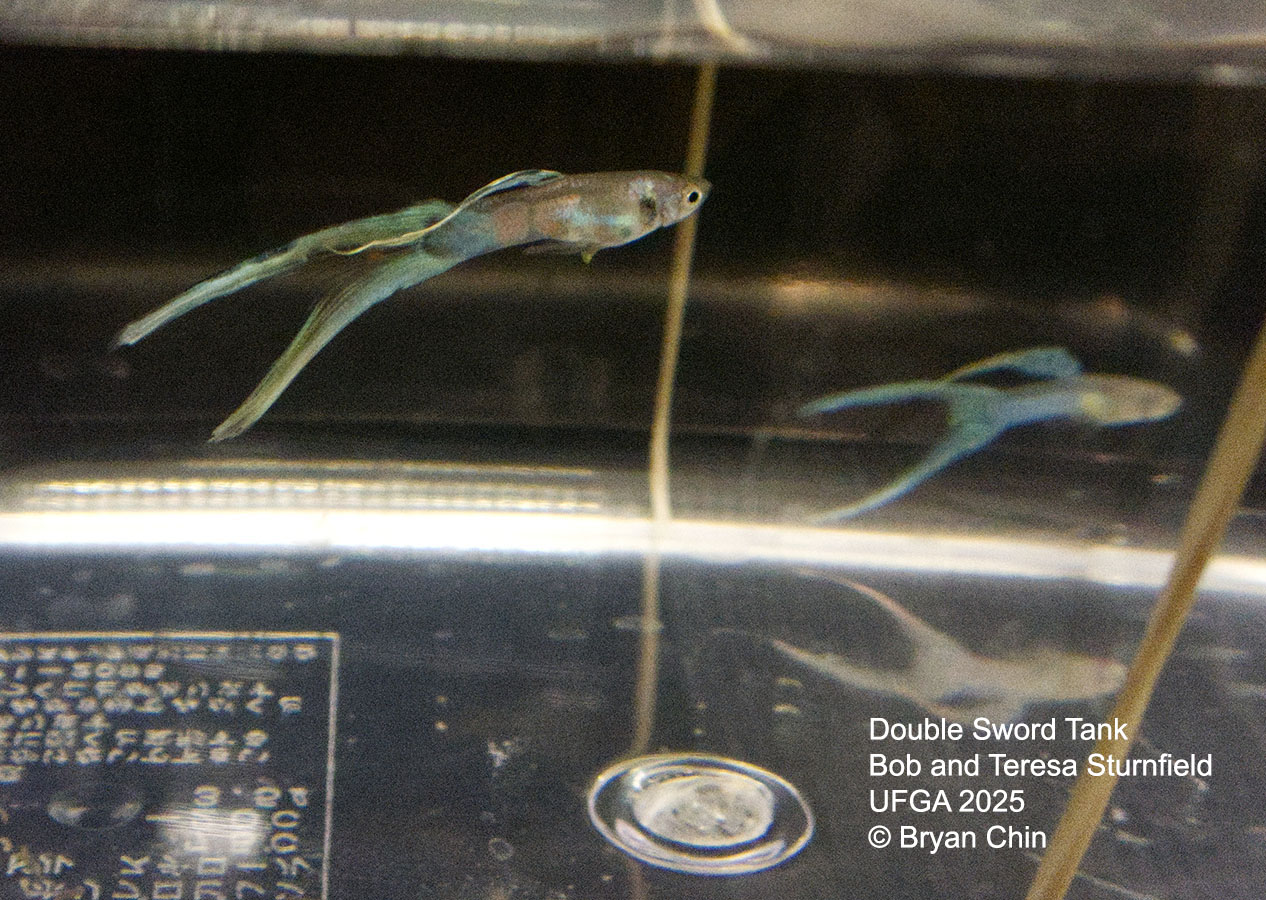 Guppy Double Swordtail